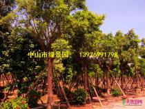 小叶榕